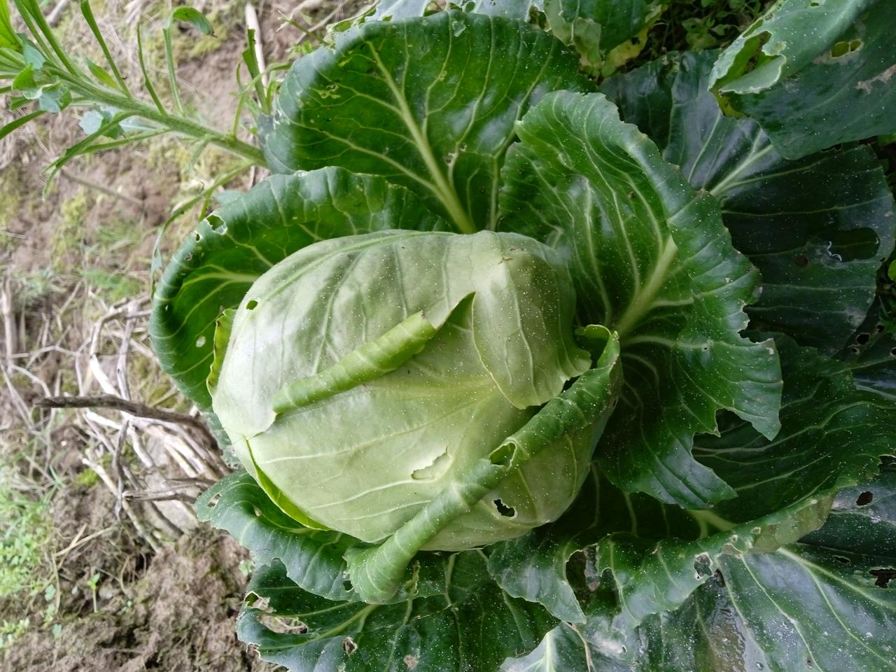 “和一个普通人结婚，基本上女人是能当家做主；嫁给了有钱人，大概率是要当牛做马。所