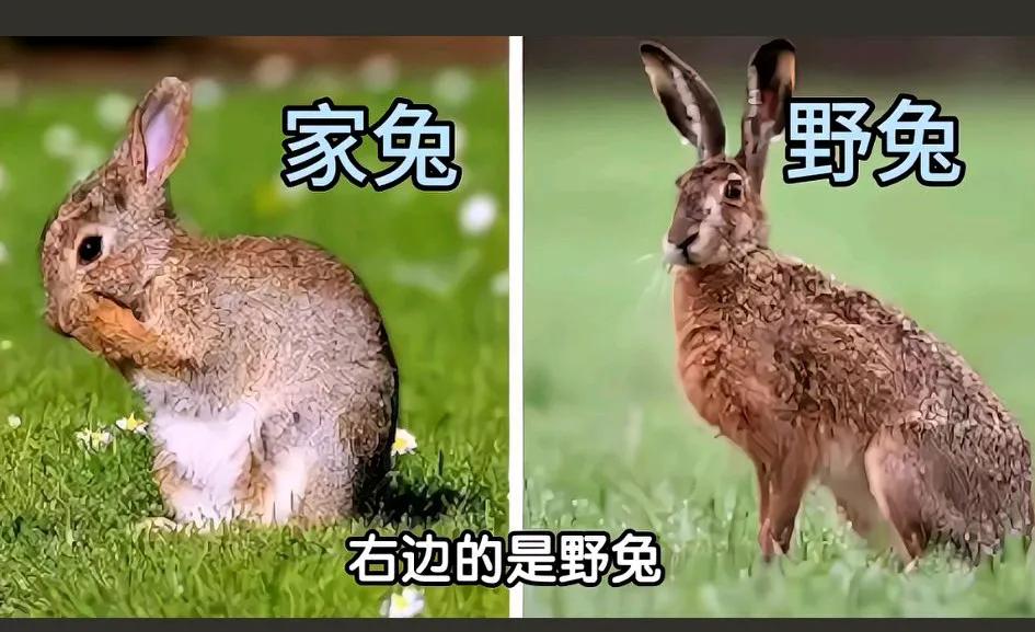 你敢信！家兔和野兔竟然已经是两个不同的物种，完全生殖隔离了！[大笑]家兔（穴兔属