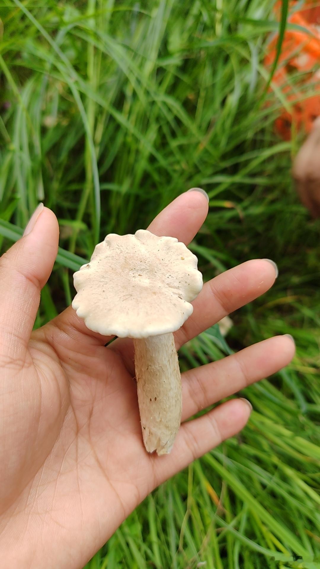 不知道这蘑菇能不能吃，采蘑菇是真的过瘾，看起来很美味的样子，云南的网友来解答一下