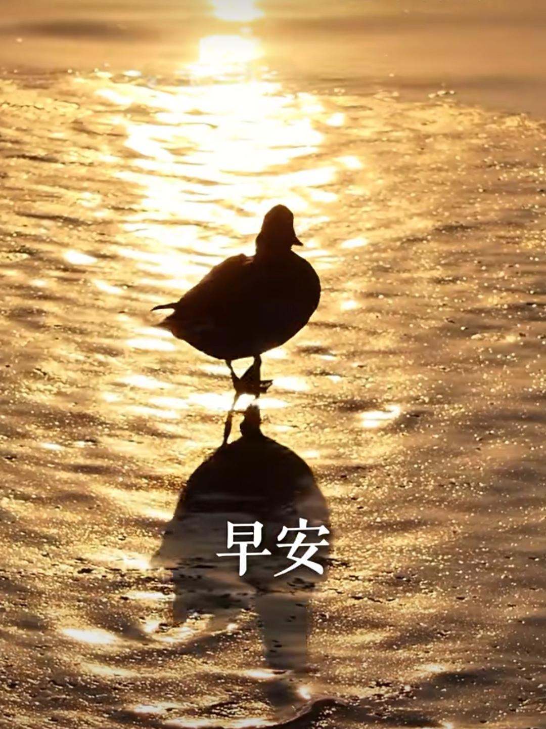 滿臉笑容迎清晨，
祝福送給有緣人，
互相牽掛心裏暖，
感恩今生這份緣。
早上好！