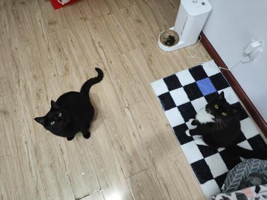 黑猫和奶牛猫就是最配的