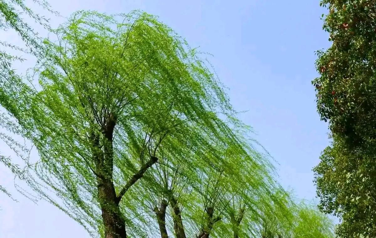 上联：绿柳方知春风劲；
下联：？？？