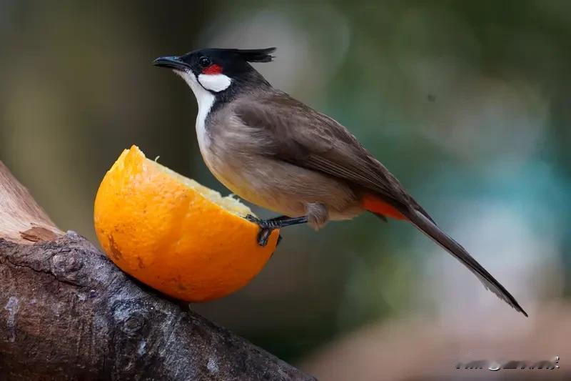 你能想象吗，不同地方对“头”的叫法差异超级大！就说胶东话里，额头不叫额头，叫“额