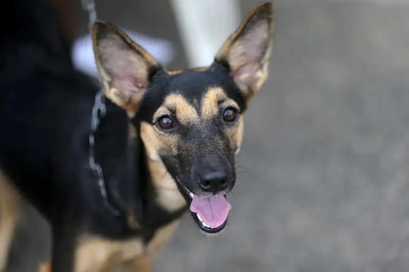 完整榜单
女子被自家狗轻咬2个月后狂犬病发作——一个令人震惊又心酸的故事，让我们