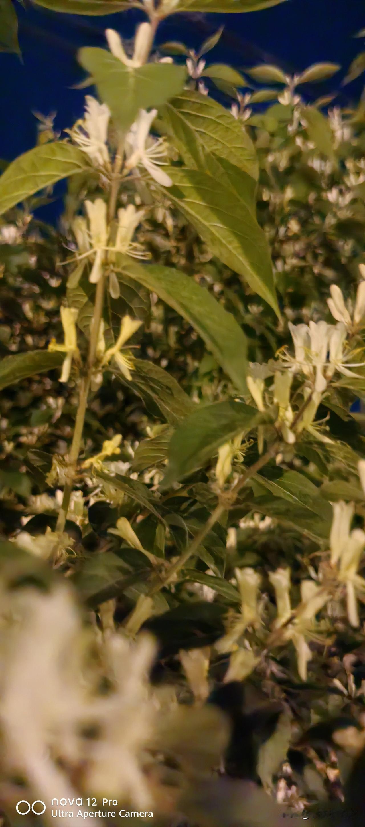 真心话茶局