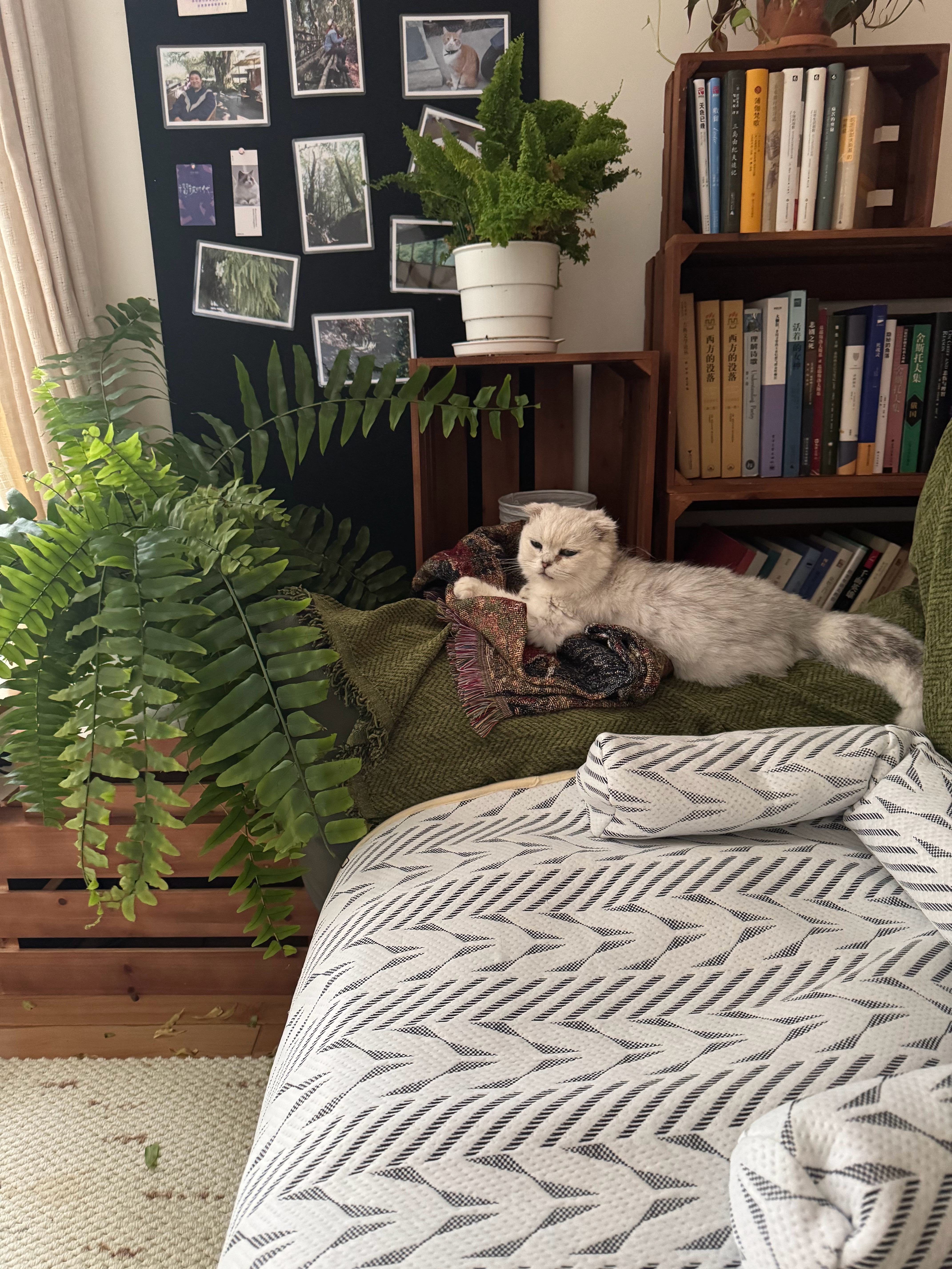 有咪清早起来咬遍家里所有植物，请问要到哪里投诉恶霸咪 