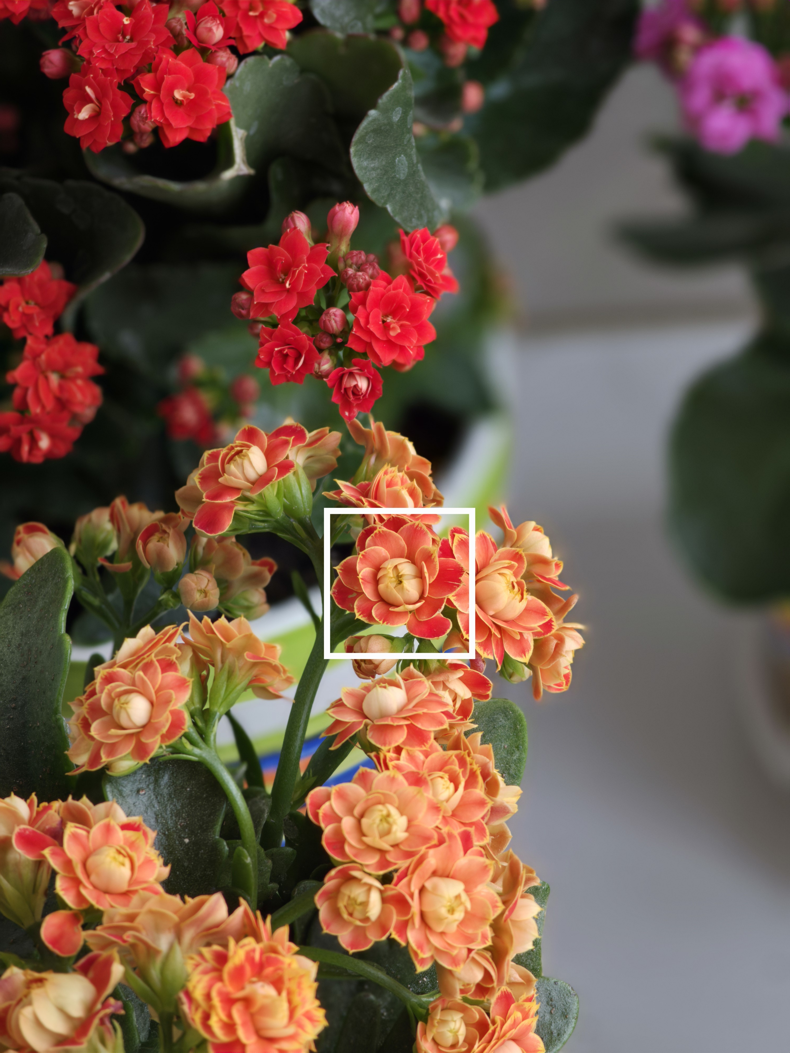 三星Galaxy S26 Ultra 5x 虚拟光圈模式虽然只有1200万像素。