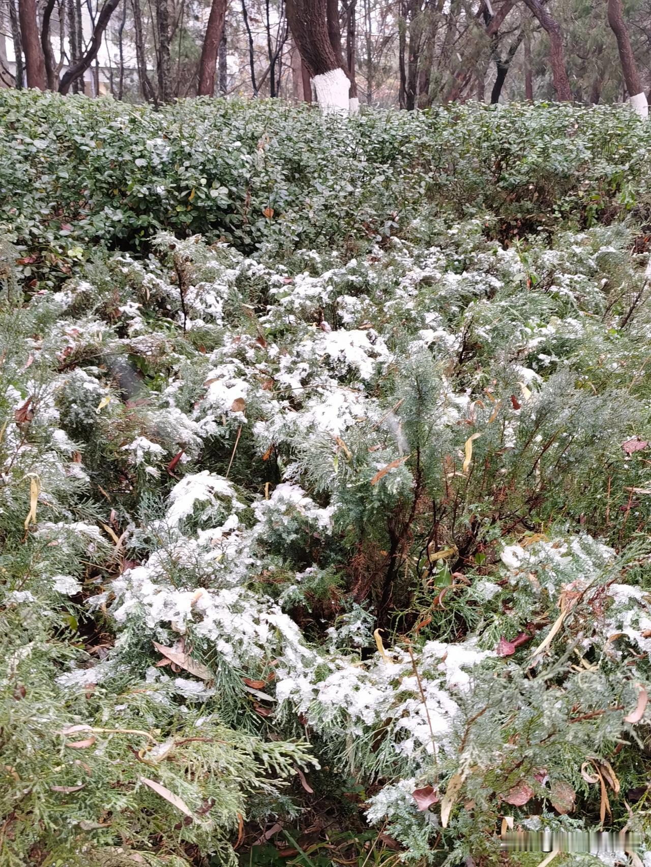 冬日生活打卡季济南雪中的泉城公园里，下起了鹅毛大雪，不一会，就全白了，仿佛进中童