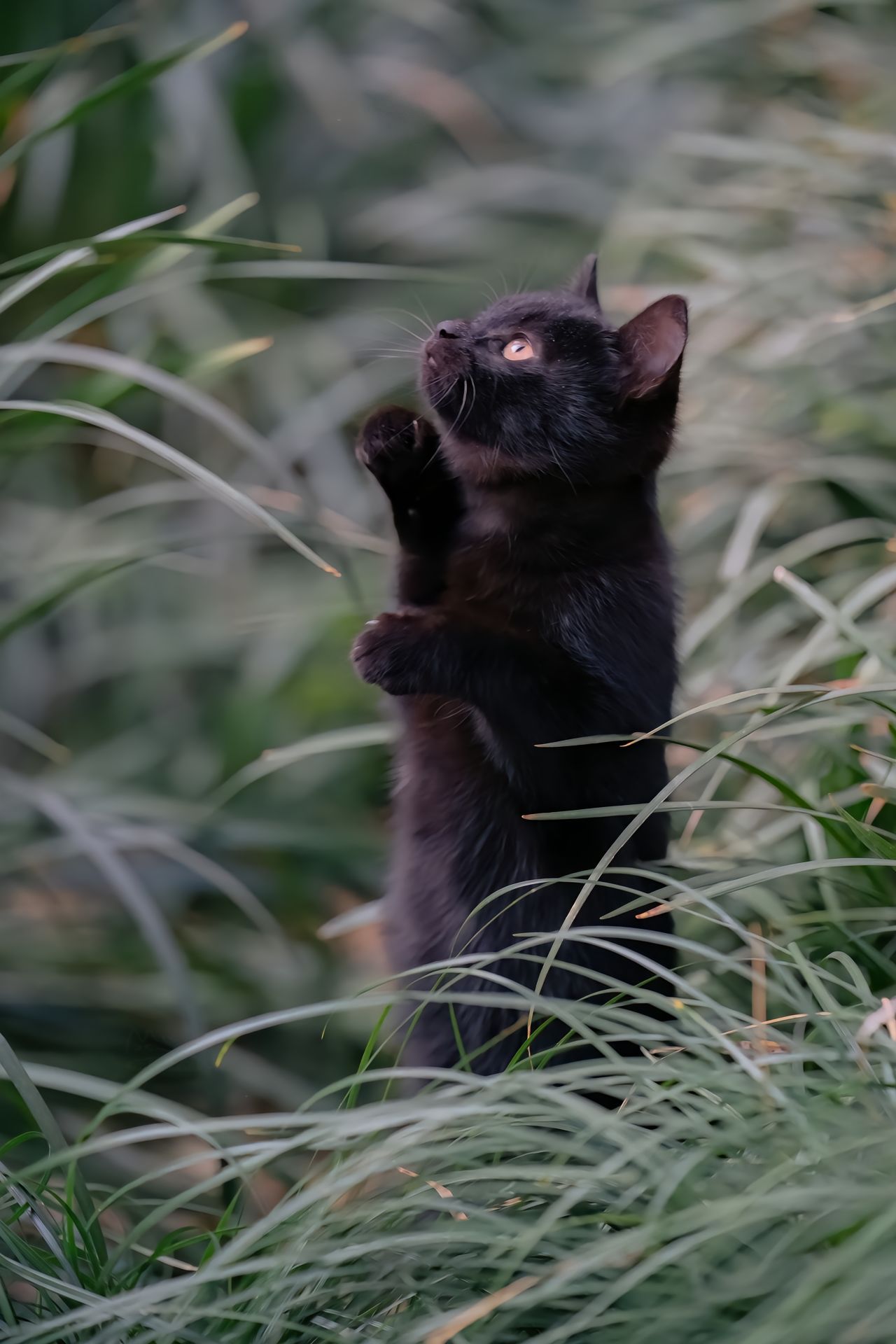 像精灵一样的小黑猫#萌宠##猫# ​​​