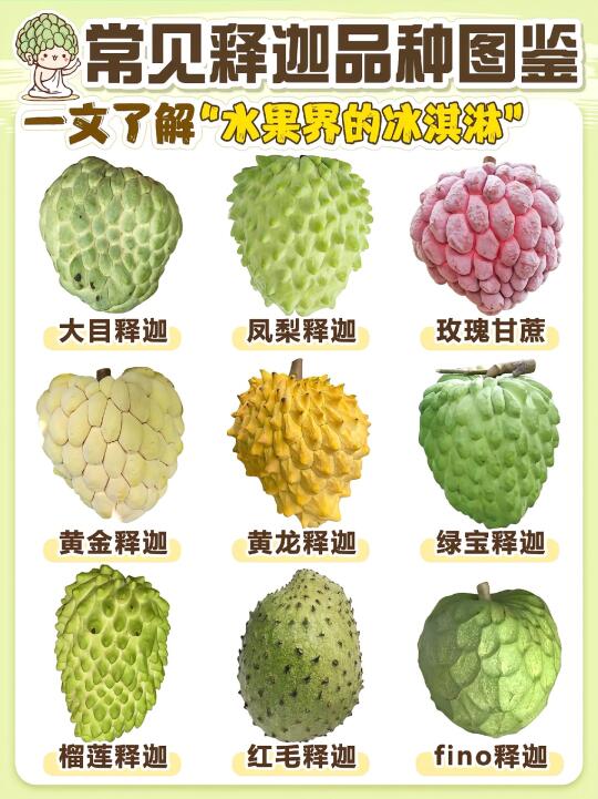 🍦 释迦果全攻略｜16+品种测评+挑选秘诀！一
