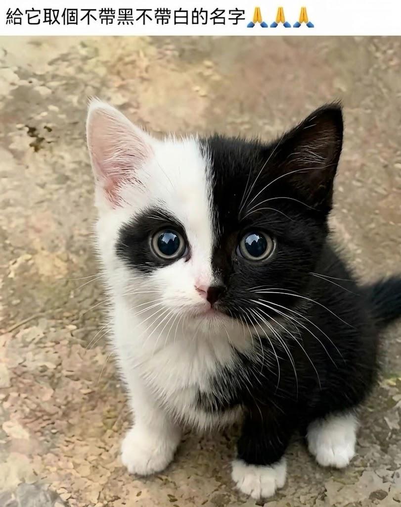 给这只猫咪取名字，名字中不许带黑白二字，你们觉得可以给它取个什么名字？