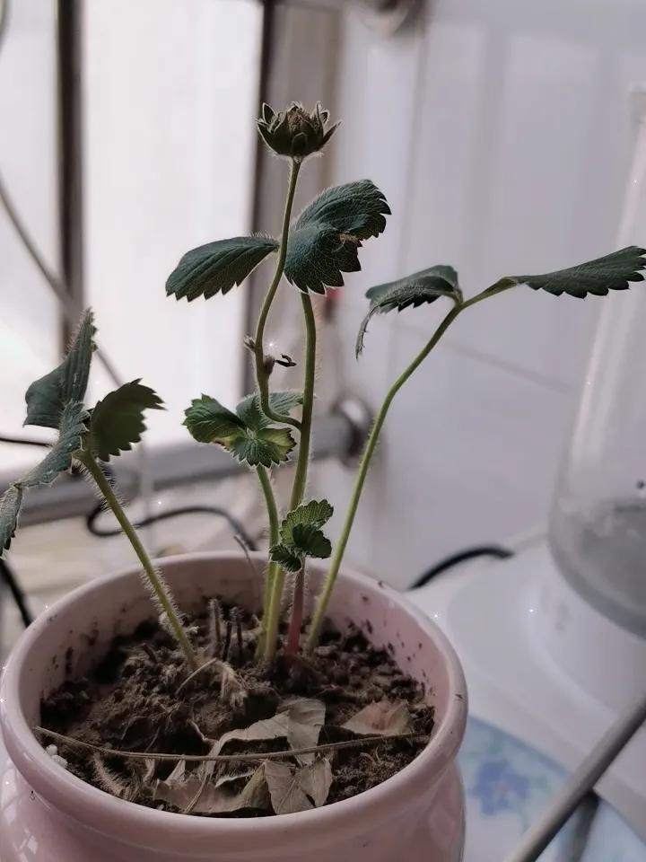 今年春天最想实现的心愿希望我今年养的草莓，能一直活着。就算不结果，我都能接受，就