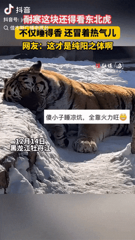 黑龙江牡丹江，一女子在动物园玩，突然发现雪地里有一只东北虎，它趴在雪地里睡觉，但