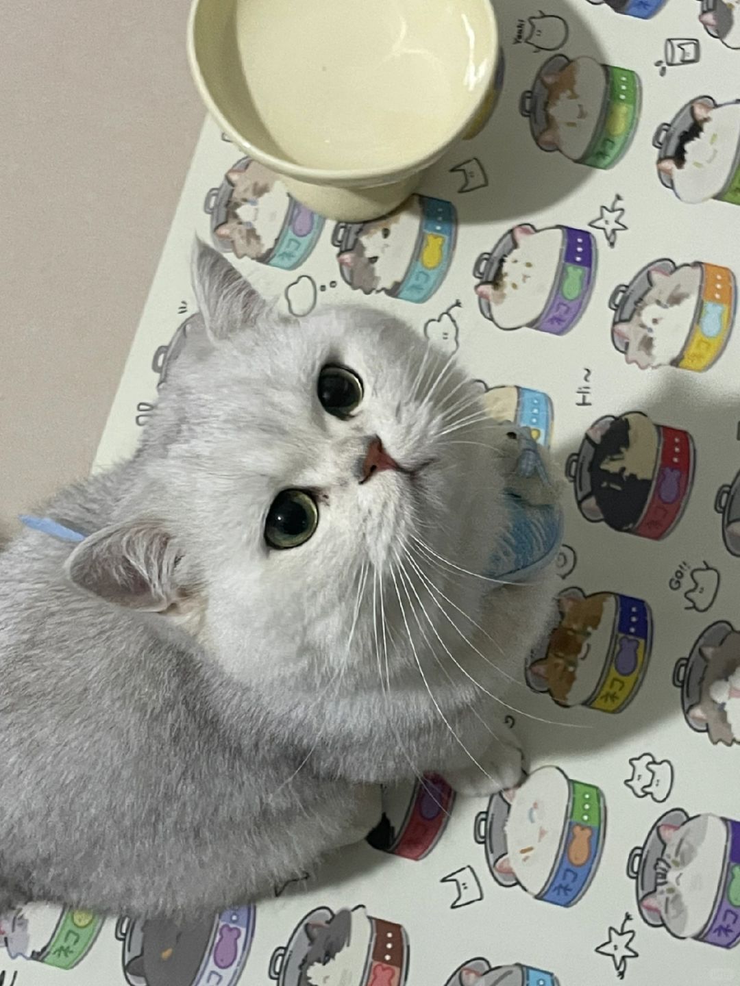 没喂它饭就卖萌