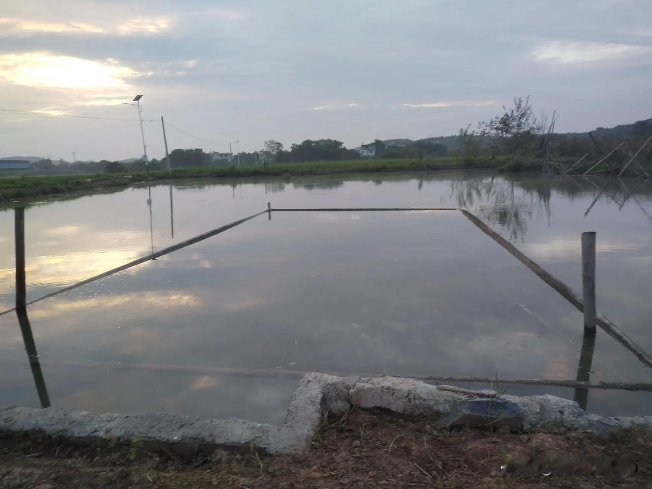 昨天，永州的气温骤降到16度，我以为鱼不会吃草，只割了大半袋子丢在塘里。
今天大