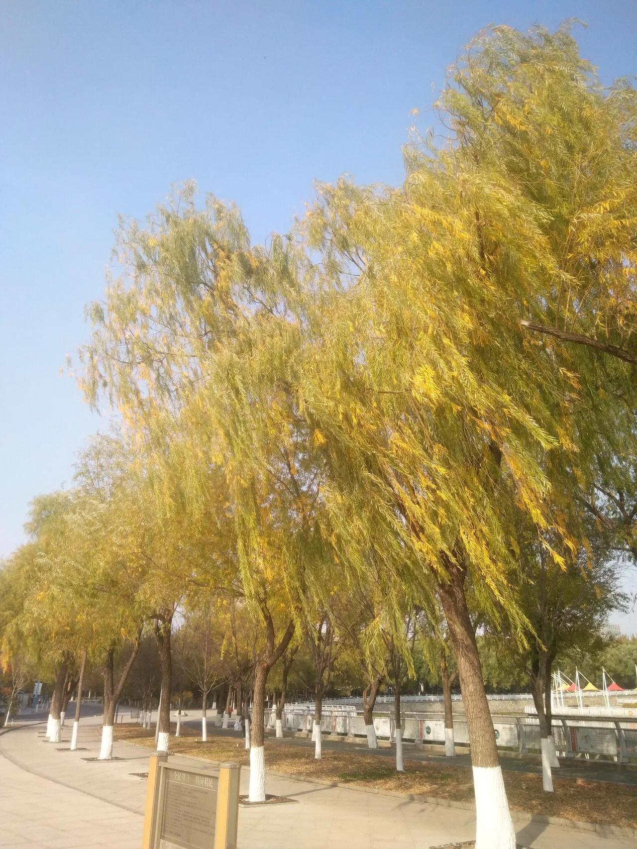 可以分享一张秋景树叶照片吗