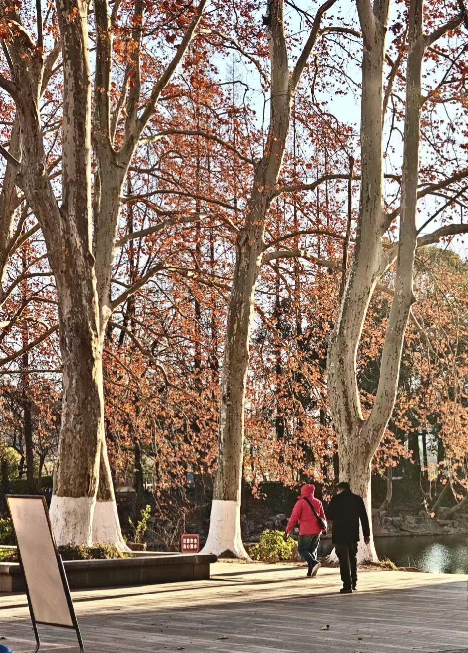 晒图笔记大赛冬日的阳光穿过梧桐枝桠，把细碎的光斑洒在步道上。红褐的残叶还挂在枝头