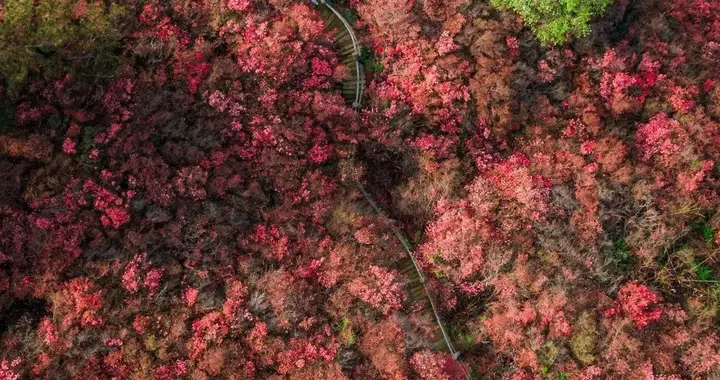 武汉|武汉这里的杜鹃花海了，量大管饱