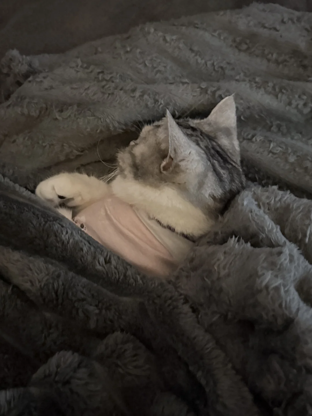 咱们就是这么乖乖地睡觉