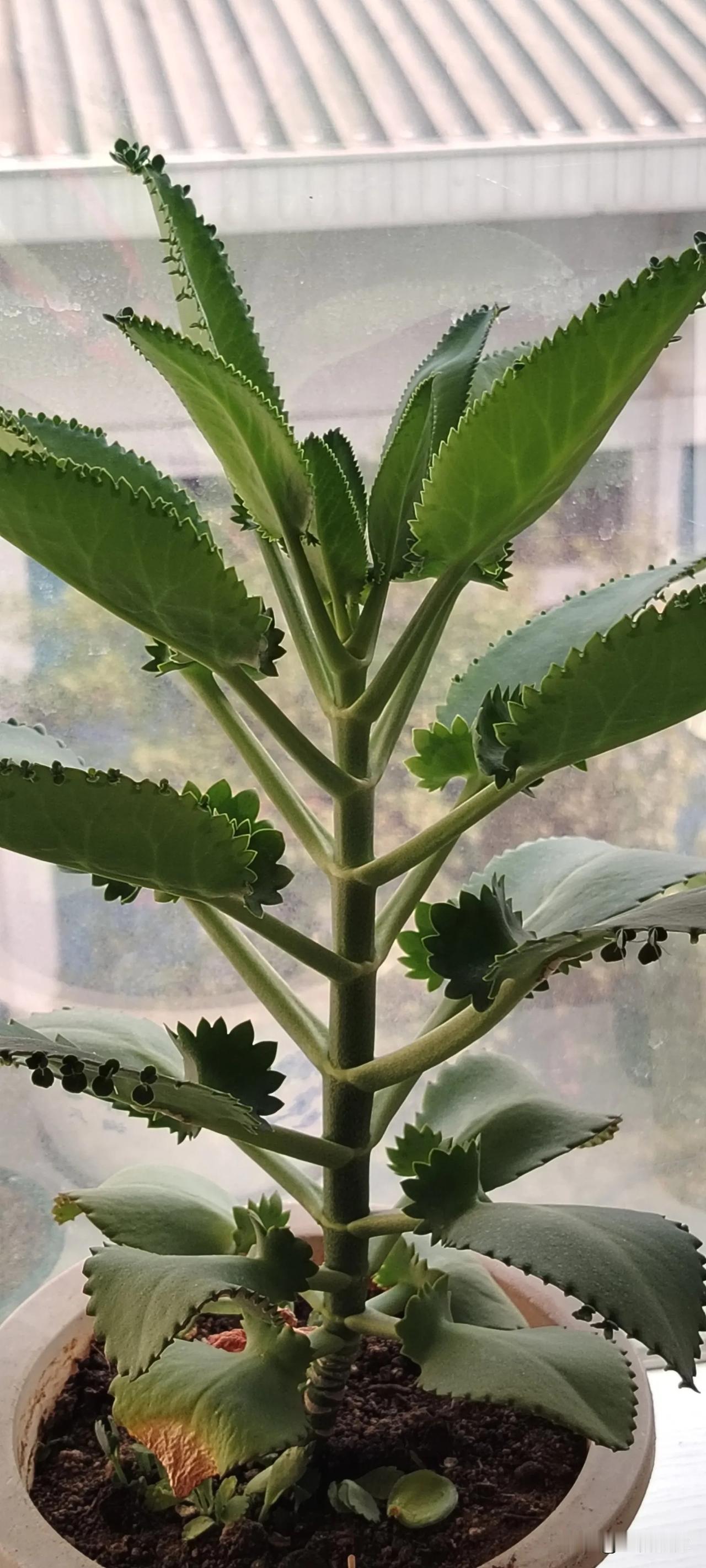 这是啥植物啊，感觉好奇怪啊，叶子边缘长满了一颗颗小青菜#随手拍摄的绿植# #随手