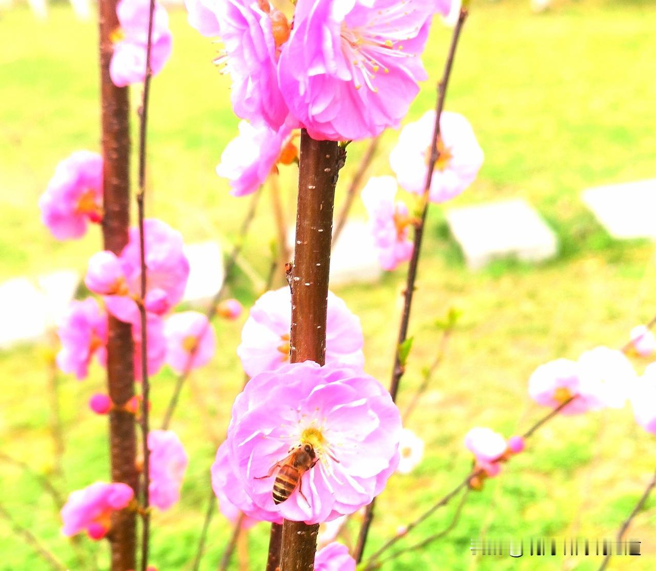 蜜蜂找上门的花朵，漂亮吗？