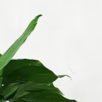 万年青  的种植 1. 土壤花盆用疏松透气腐殖土，花盆带排水孔，忌黏重土。2. 