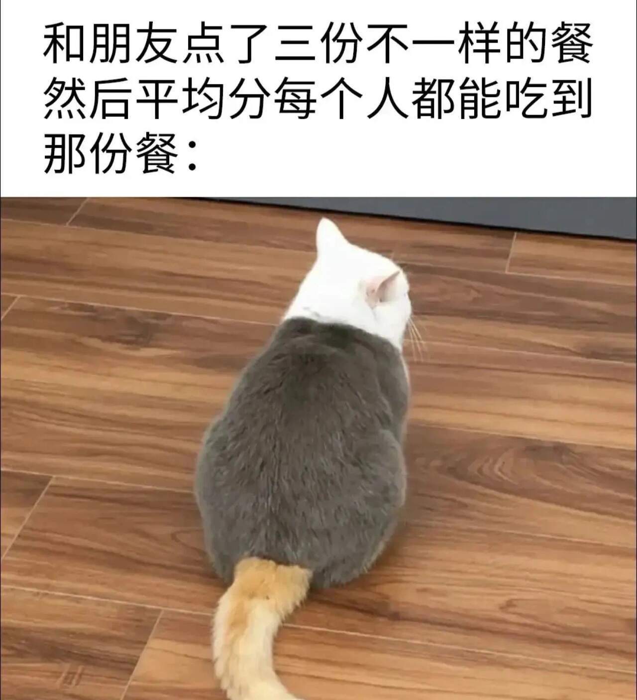 对你的人生有重大意义的猫meme十则 