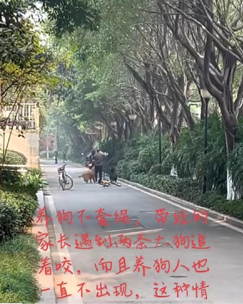 1月19日，重庆。家长带孩子回家途中，突然遭遇两条恶犬袭击，孩子被咬住衣服吓得大