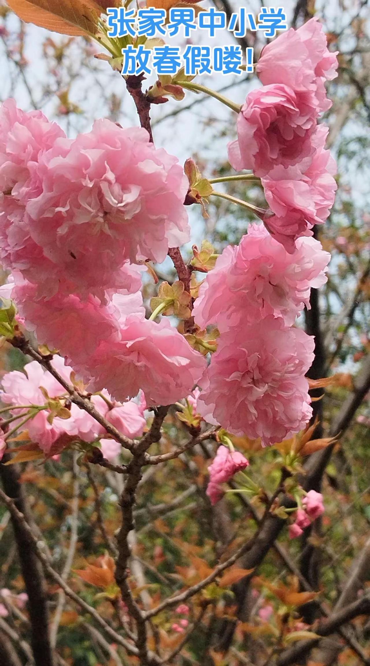 张家界中小学放春假喽！上热门
