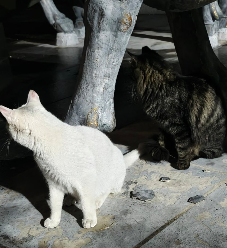 萌宠 八点半怀民未就寝。两小只动作还挺一致。 