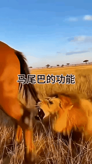 草原上惊现惊魂一幕，野马的尾巴竟成了活生生的钓竿，将从后方偷袭的狮王紧紧“钓”住