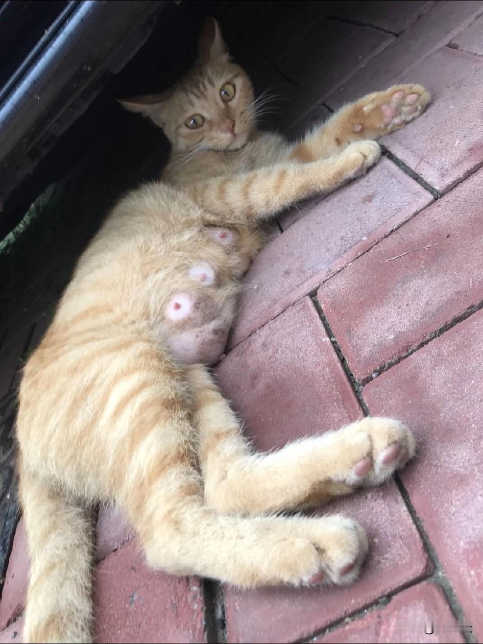 楼下有只被主人抛弃的猫，每天都守在单元楼门口。那家人出门时，它会喵喵叫着跑过去，