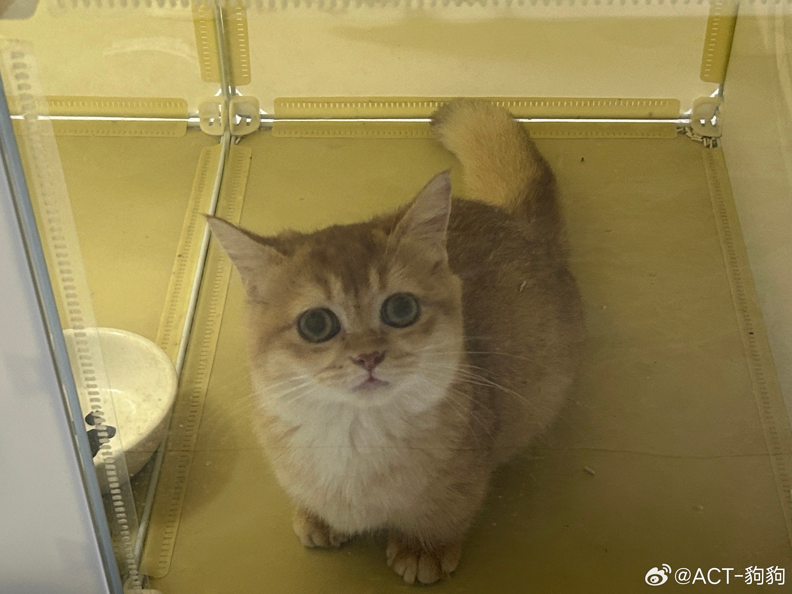 一只球吉豿豿