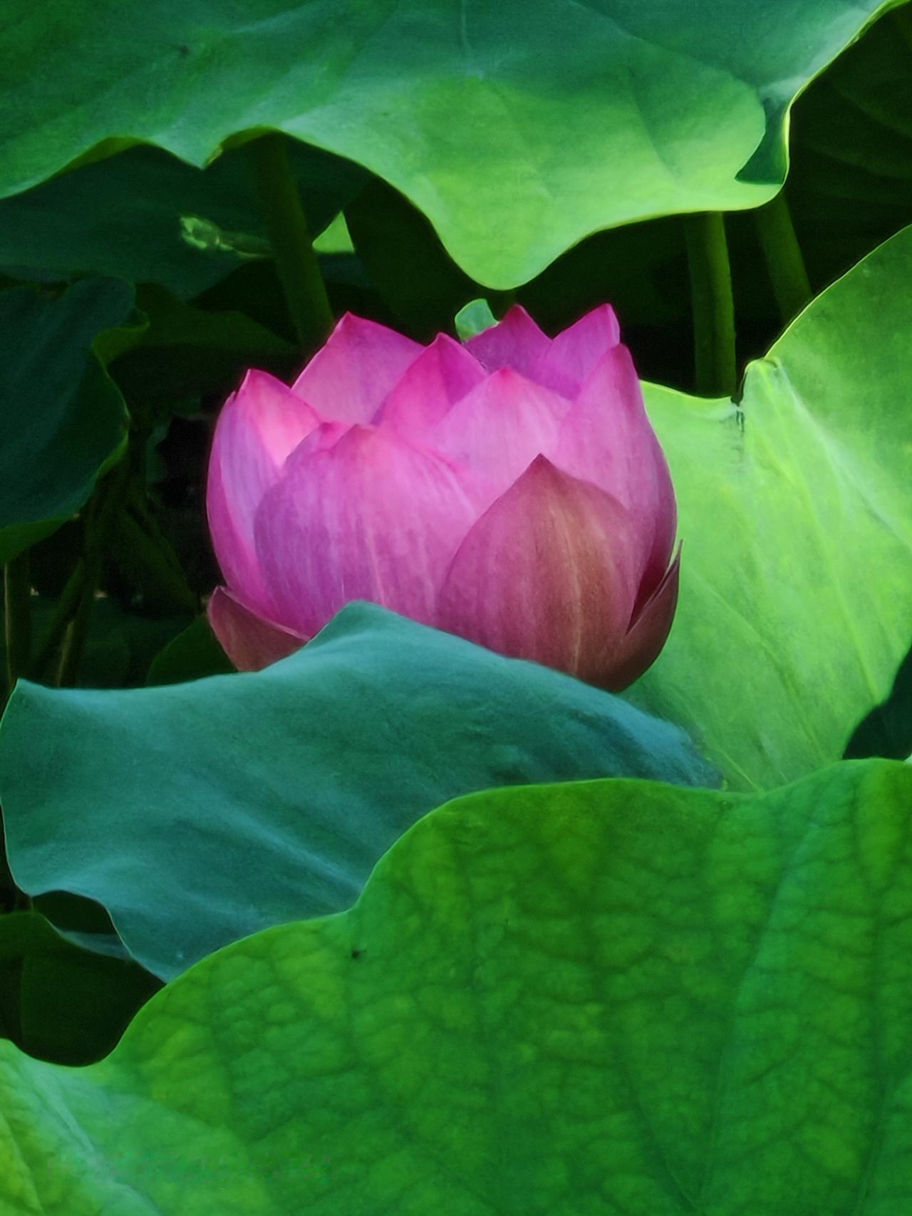 宣武艺园的荷花盛开啦，简直美炸！这公园在北京市西城区槐柏树街12号，前身是善果寺