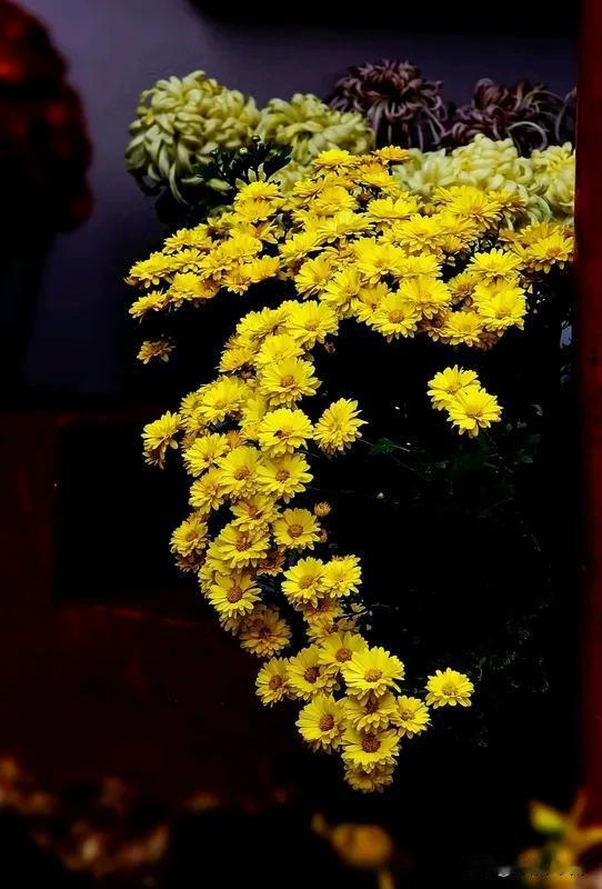 《蝶恋花·秋望》
万木萧萧霜菊怒。傲立山楼，望断云天路。雁阵排空声彻宇，残霞燃尽