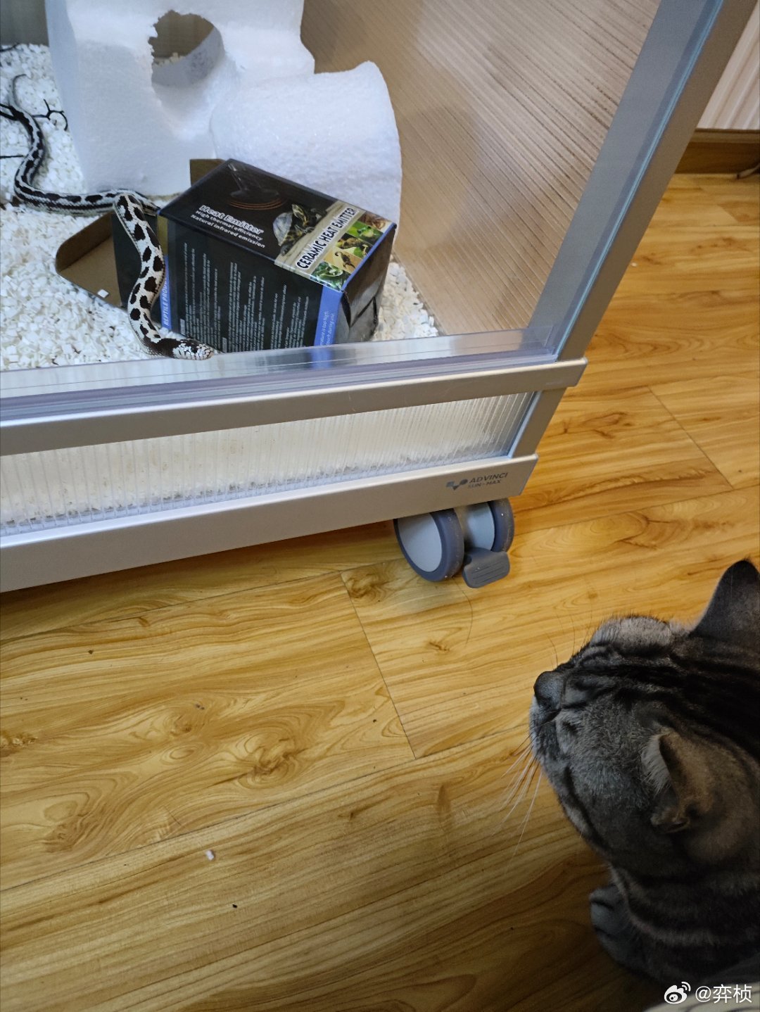 特么它连我的猫都想吃，刚刚猫路过了一下日食一直追着它瞅，这哥们肚子一饿就开始六亲