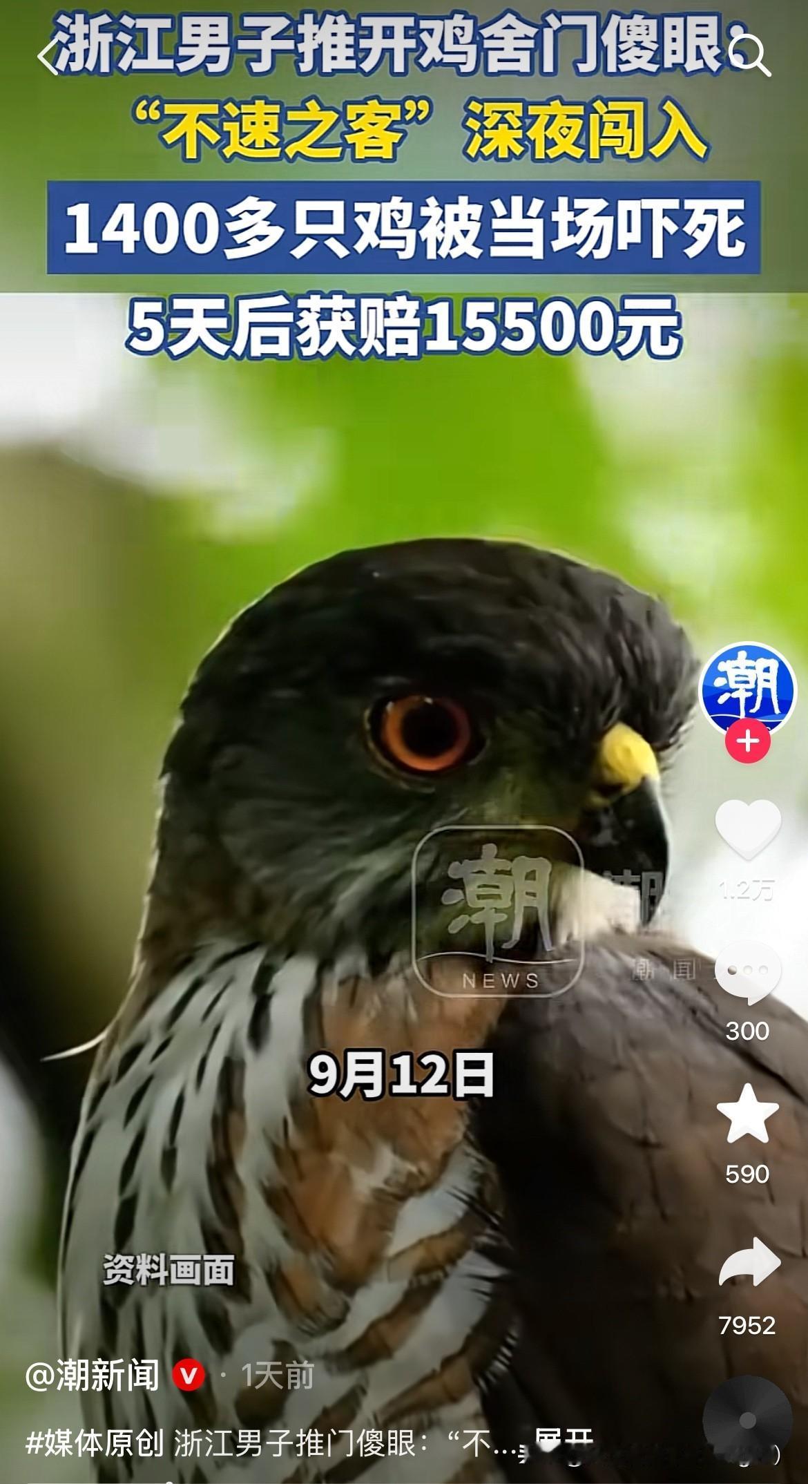 1400多只鸡变成烤鸡还是大盘鸡就看鸡的主人了。
9月12日，浙江衢州龙游县的一