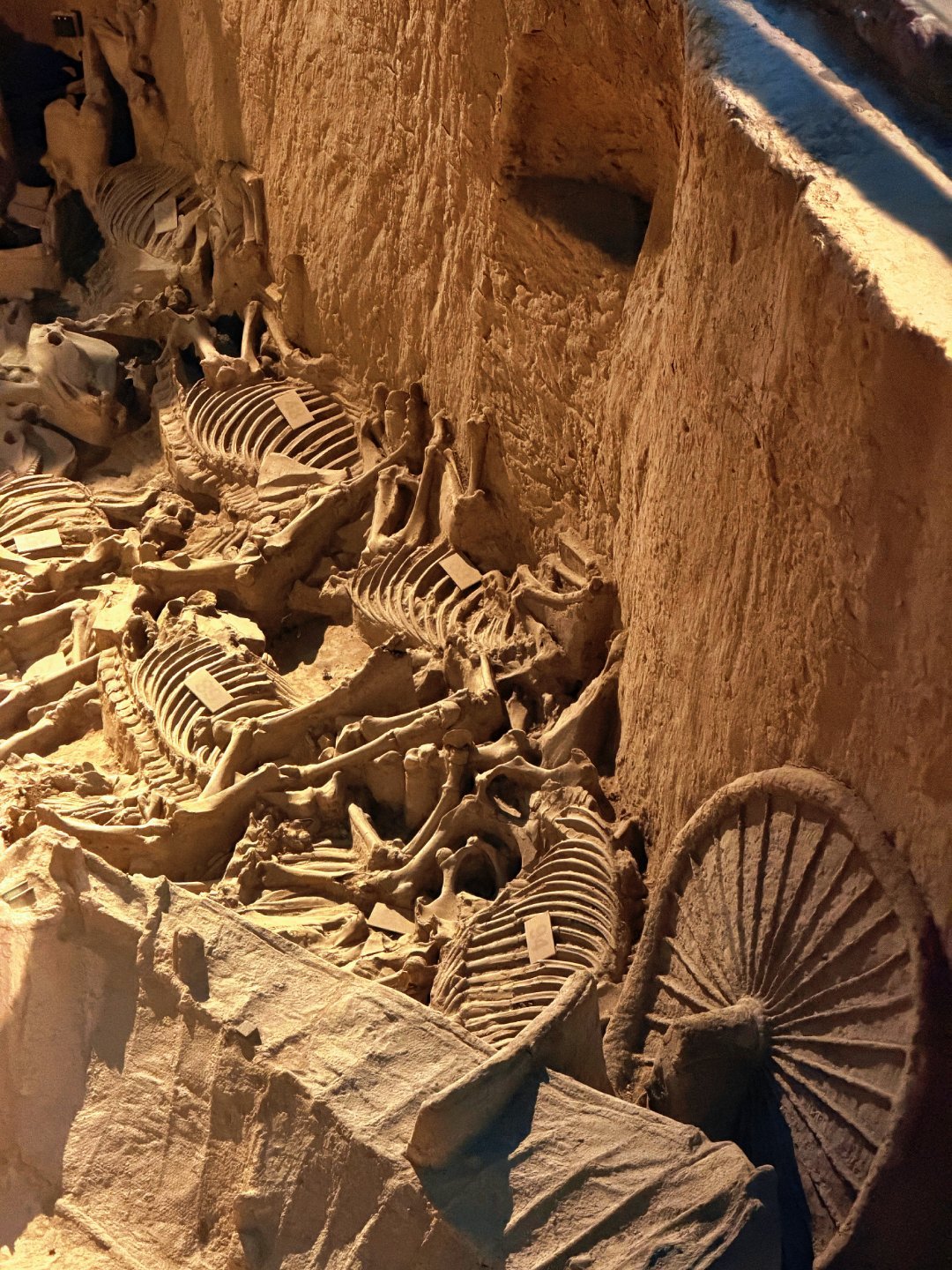 新郑小众历史打卡地✨郑国车马坑太震撼来新郑挖到超有分量的历史宝地🏺就是这座藏着