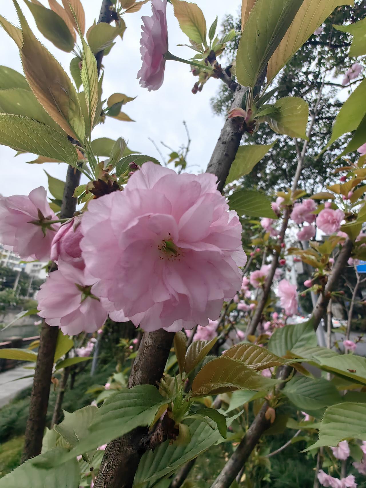 晒出你的本地生活春天来了，蓉城的花儿开了，有樱花、桃花、海棠花，万紫千红，满园春