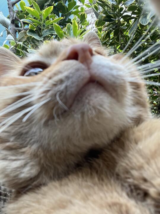 人 进来看咪的自拍🤳