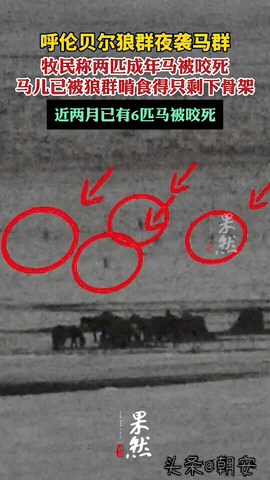 泪目！

呼伦贝尔牧民一夜痛失200多只怀孕母羊，生态变好咋成了生计考验？

