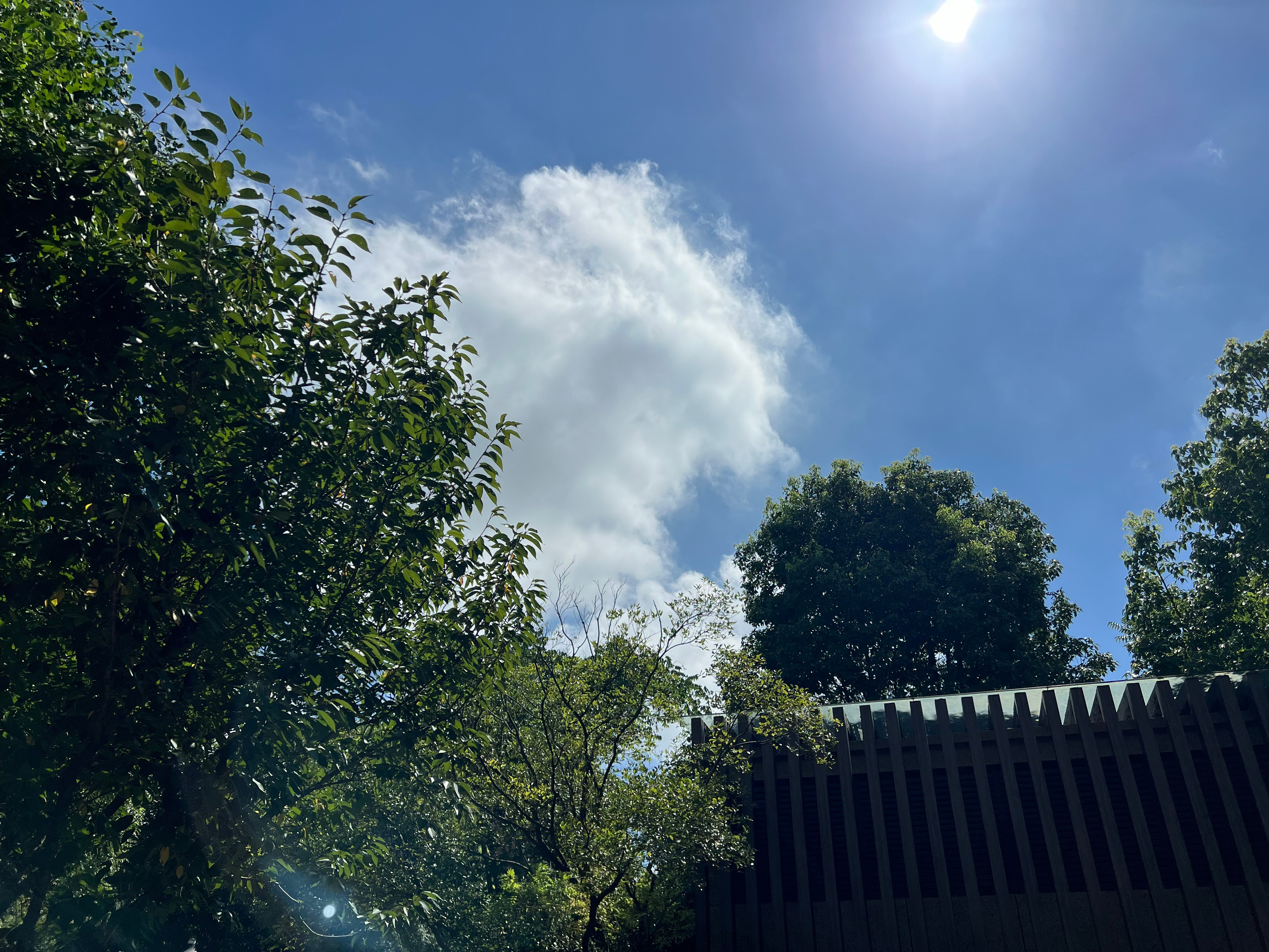 今天太阳火辣辣的，上午我采访了一位从私企退休的老先生。这么多年，他一直抽空研究宜