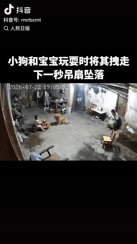 你相信狗狗能够预知危险吗？反正这次我是深信不疑了！

为什么说这次我信了呢？
因