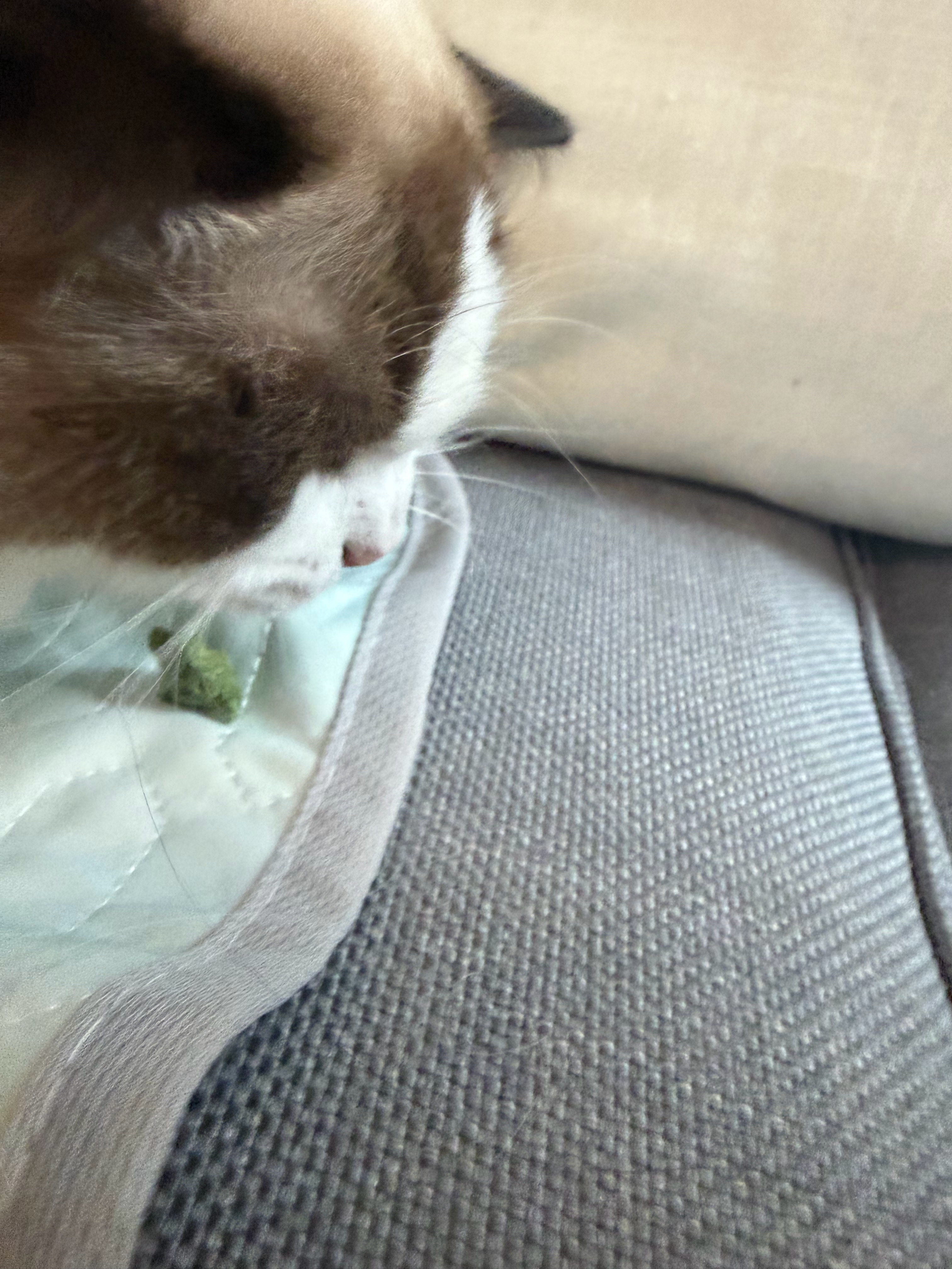 哈尼这只笨宝宝 吃个零食也被囧囧夺食委屈死了这么大个儿 吃东西这么慢 