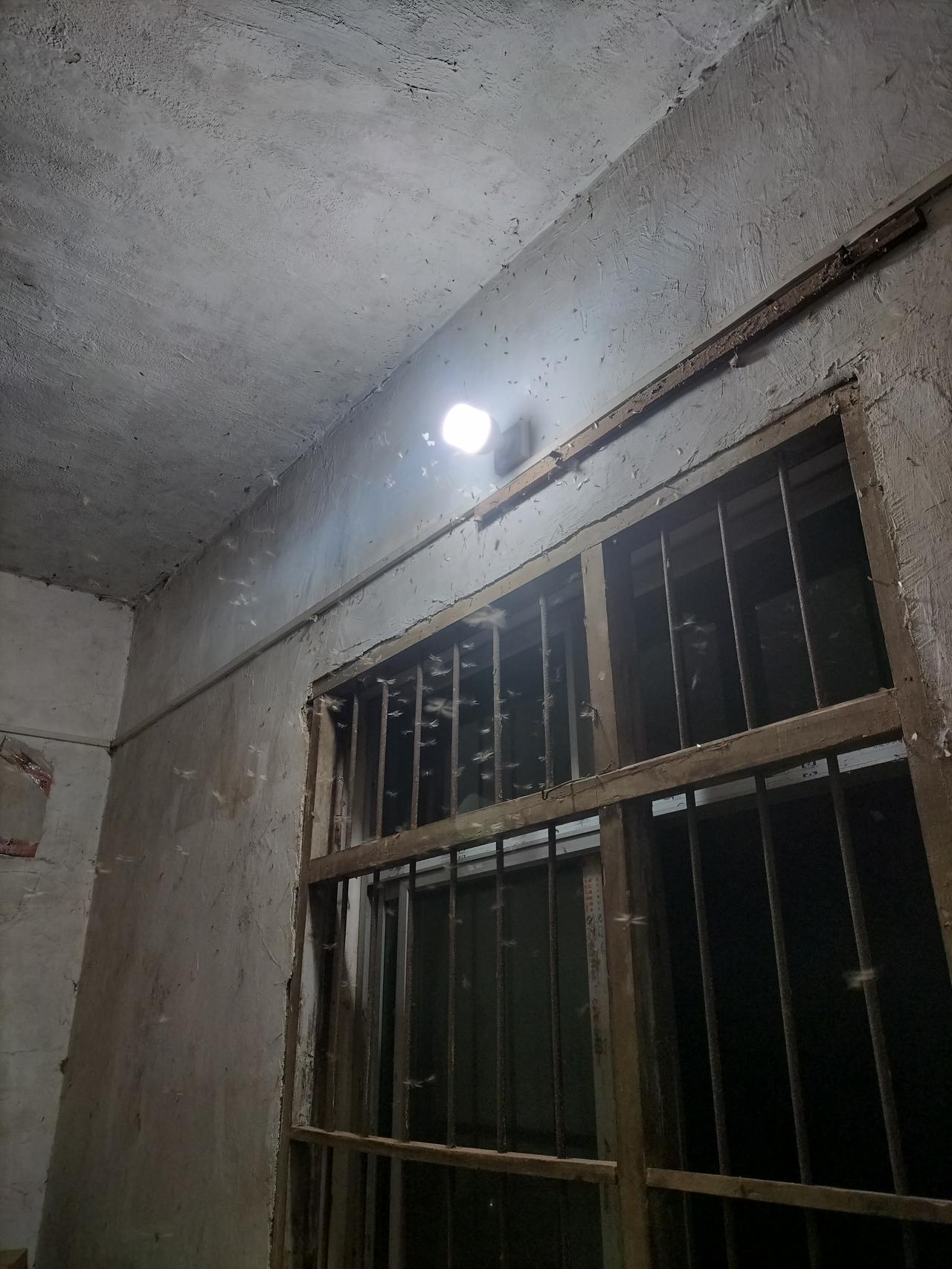 我要崩溃了，今天下了一场大雨，晚上就有好多飞虫飞到灯上下，它们一直围绕着久久不散