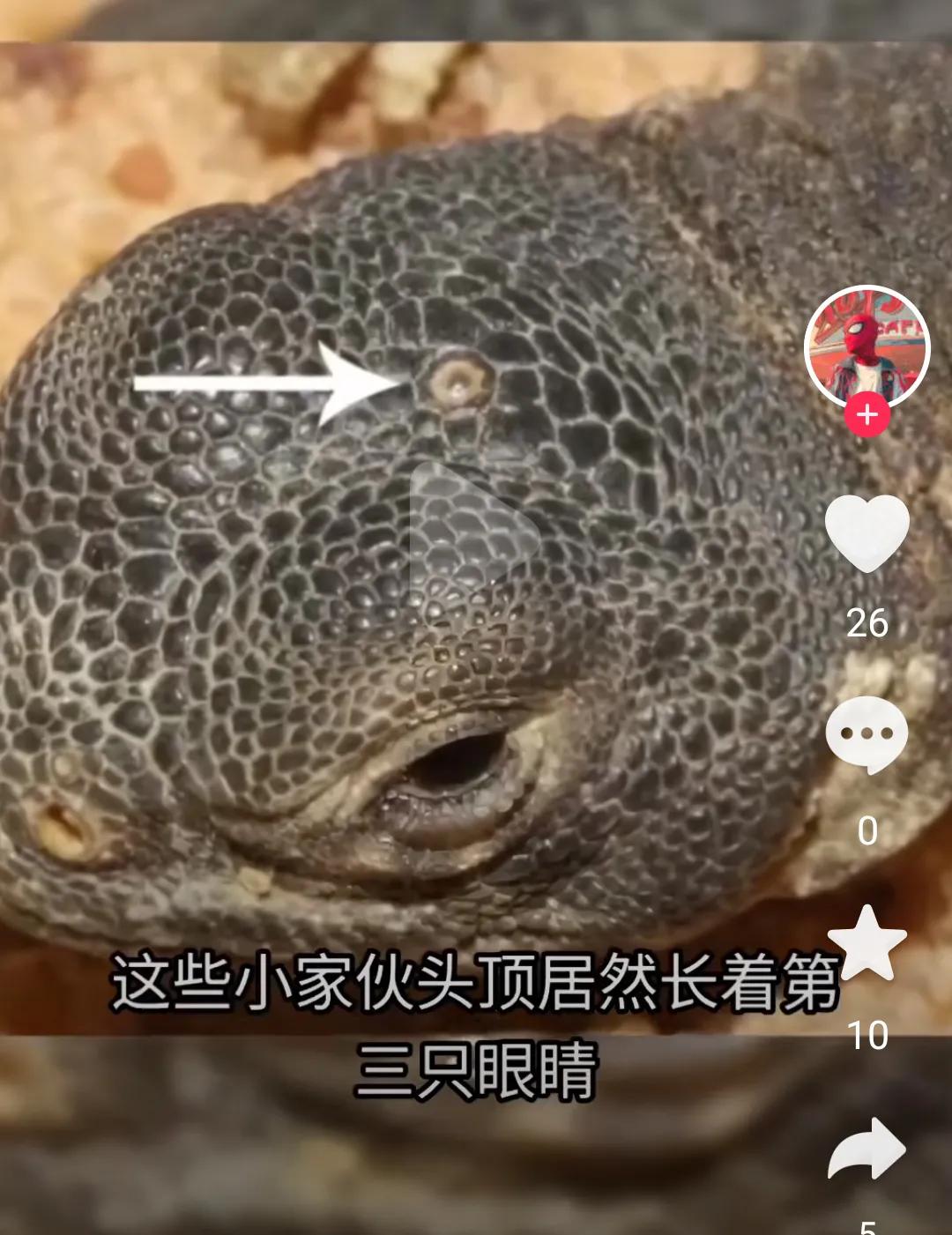 真正的三眼神兽，地球最早的一批恐龙！2.2亿年没有进化！[心]
   新西兰楔齿