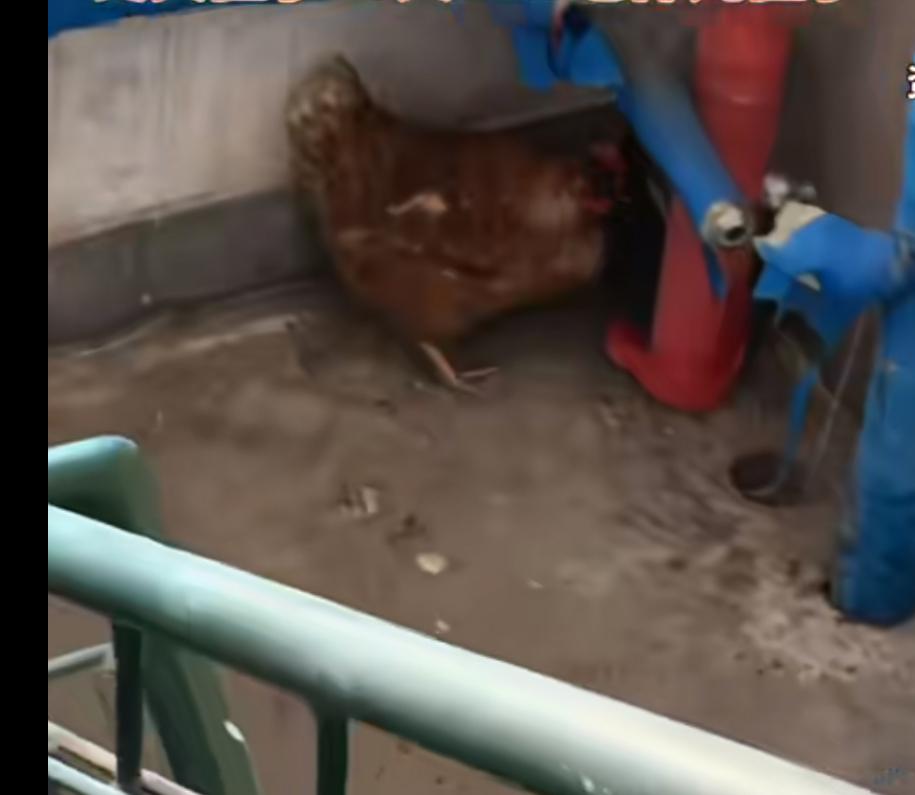 两个八旬老人因为在楼道里养鸡，双双因为感染鹦鹉热前后进了重症抢救室，让我感觉最疑