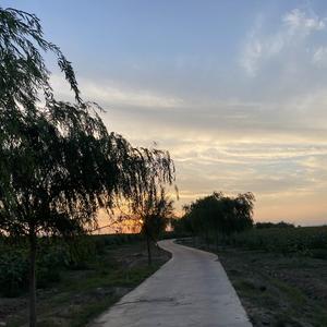 玉米的玉