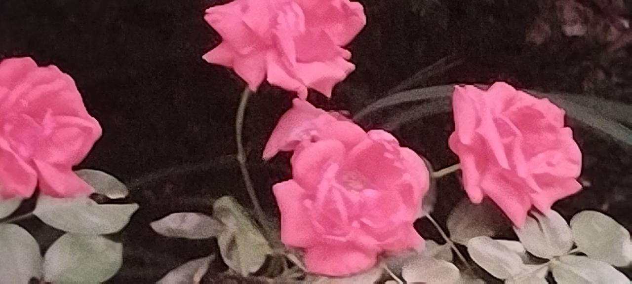 分享一张你相册里的花草照片