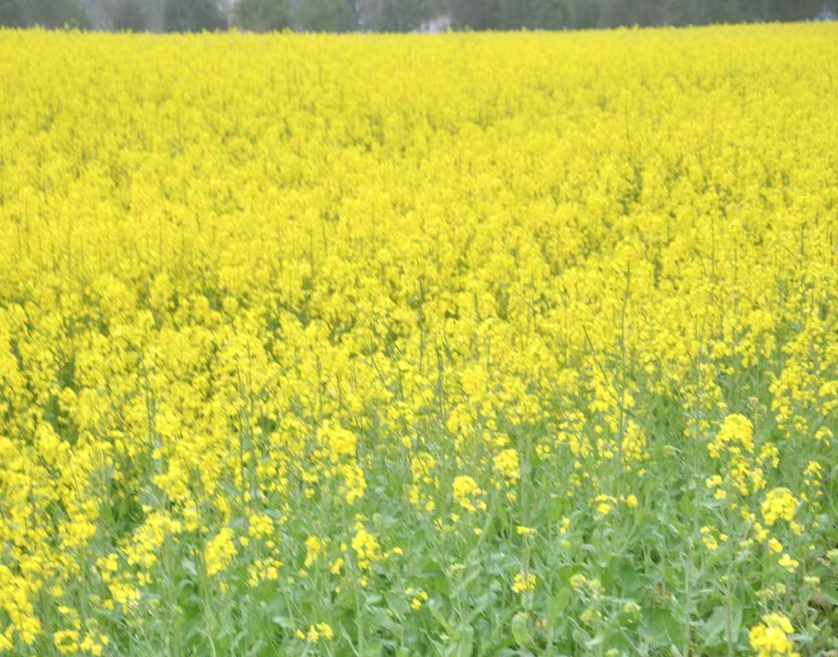 春天的美好，藏在每一个日常里。
 
路边的花悄悄开了，风里带着温柔的暖意，连空气